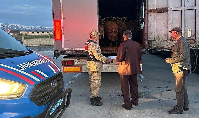 Ağrı'dan çalınan koyunlar Bitlis'te yakalandı