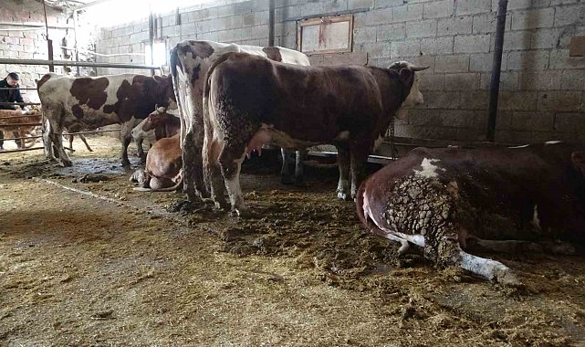 Ahırda dehşet: Onlarca büyükbaş hayvan akıma kapıldı, 4'ü telef oldu