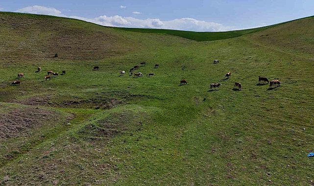 Ahırın yıkılması sonucu korku yaşayıp kaçan buzağı 8 aydır eve dönmüyor