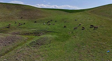 Ahırın yıkılması sonucu korku yaşayıp kaçan buzağı 8 aydır eve dönmüyor