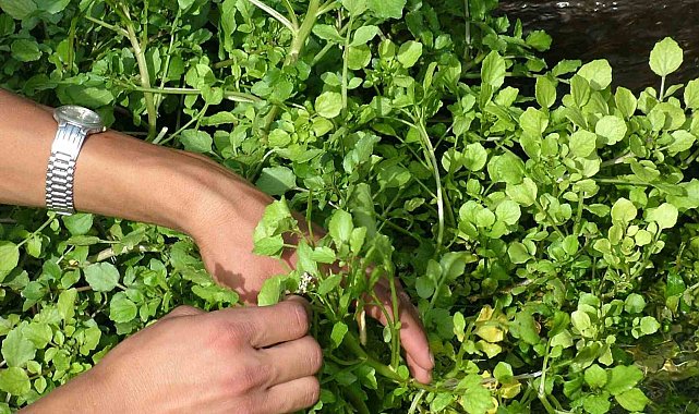 Ahlat'ta bahar sofraların vazgeçilmezi: Godumluk