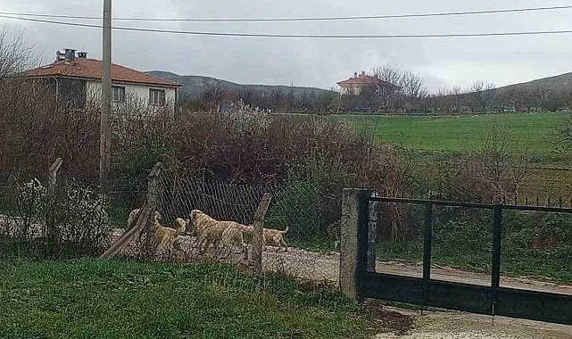 Akpınar halkı başıboş köpeklerden tedirgin