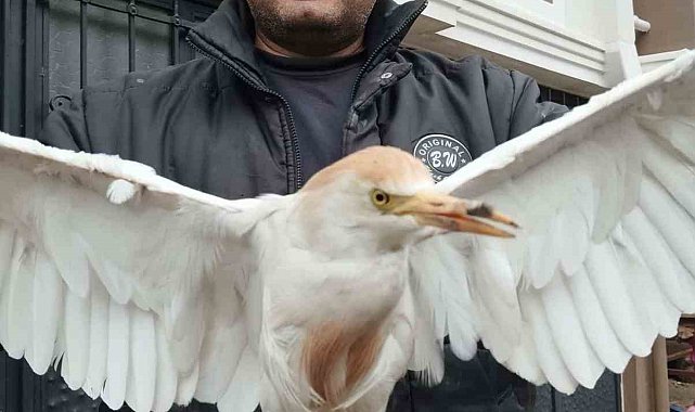 Akseki'de yaralı Sığır Balıkçıl kuşu bulundu