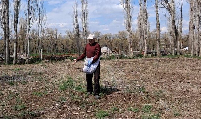 Akyaka'da elle tohum serpme geleneği devam ediyor