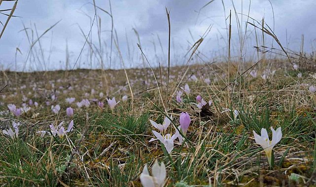 Akyaka'da kardelenler görsel şölen sunuyor