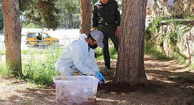 Alanya Belediyesi'nden biyolojik mücadele
