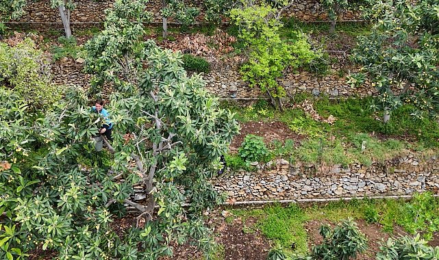 Alanya'da muşmula hasadı başladı