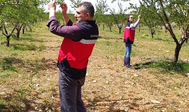 Altıntaş'ta zirai don kontrolleri