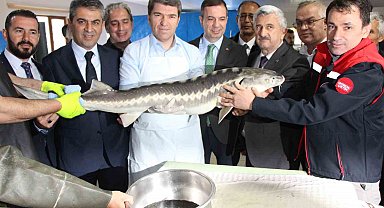 Amasya'da bu yıl 300 bin Mersin balığı üretimi planlanıyor: 'Siyah inci'nin kilosu 2 bin dolar