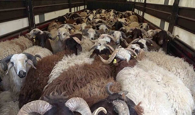 Amasya'da koyun taşıyan 2 tırdan 5 kaçak göçmen çıktı