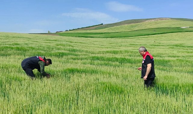 Amasya'da zarar gören arazilerdeki tespit çalışmaları sürüyor