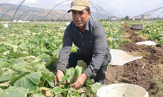 Amik Ovası'nda bereketli salatalık hasadı