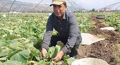 Amik Ovası'nda bereketli salatalık hasadı