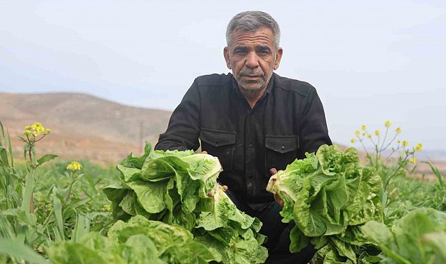 Amik Ovası'nda yaşanan kuraklık marul hasadında verimi olumsuz etkiledi