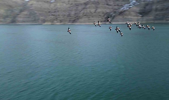 Angıt kuşları, Tortum Gölünü mesken tuttu