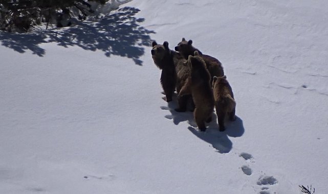 Anne ayı ve üç yavrusu yaylada görüntülendi
