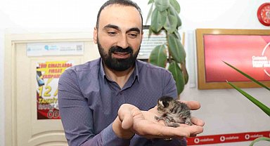 Anne kedi yavrusunu çekmecede doğurdu