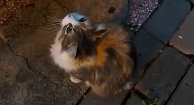 Anne kedinin getirdiği yavruya, itfaiyecinin hayat kurtarma mücadelesi kamerada