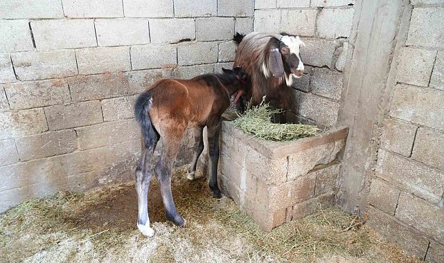 Annesi ölen tay, yavrusunu kaybeden keçiden süt emerek hayatta kaldı