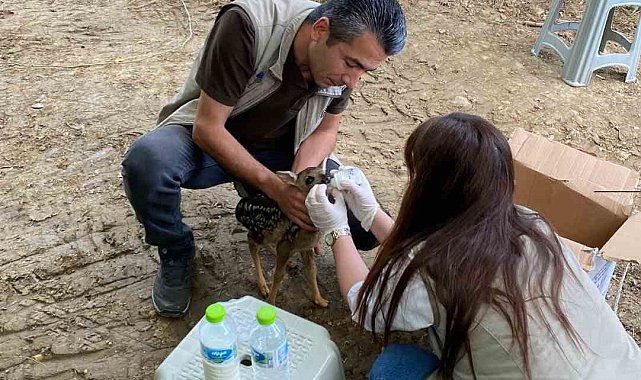 Annesinin terk ettiği yavru karacaya ekipler sahip çıktı