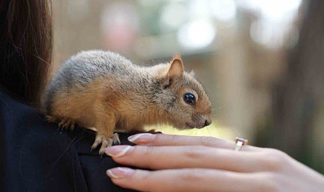 Antalya otogarında el konulan 2 yavru sincaptan haber var