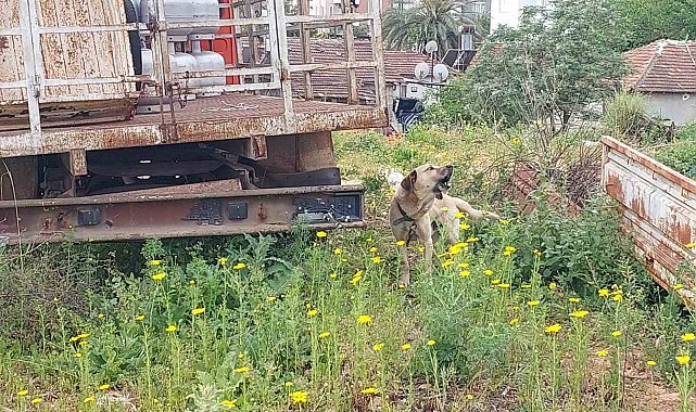 Antalya'da tüp kamyonuna zincirle bağlanıp bakımı ihmal edilen köpeğe polis sahip çıktı