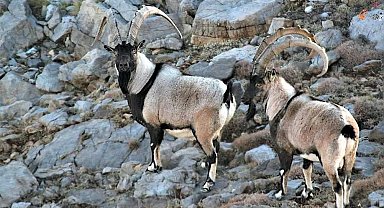 Antalya'da yaban keçileri dron ve kamera ile görüntülendi