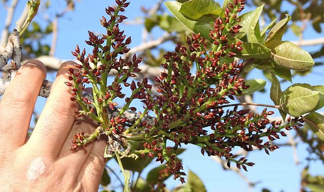 Antep fıstığında zirai don tehlikesinin geçmesi rahat nefes aldırdı