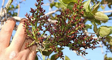 Antep fıstığında zirai don tehlikesinin geçmesi rahat nefes aldırdı
