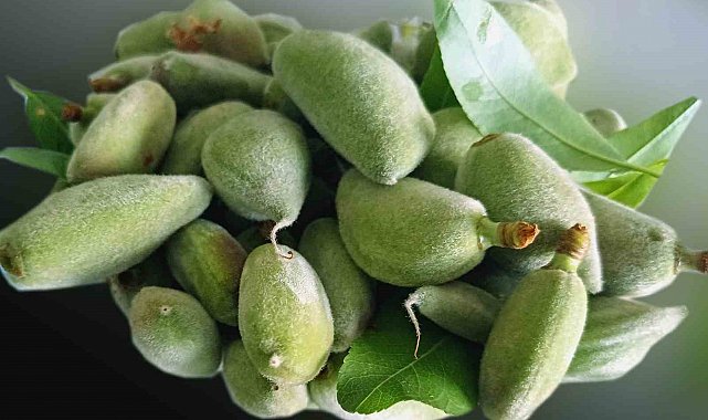 Araban'da erkenci bademin ilk mahsulleri dallarından toplandı