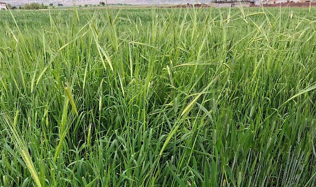 Araban'da etkili olan yağmur çiftçinin yüzünü güldürdü