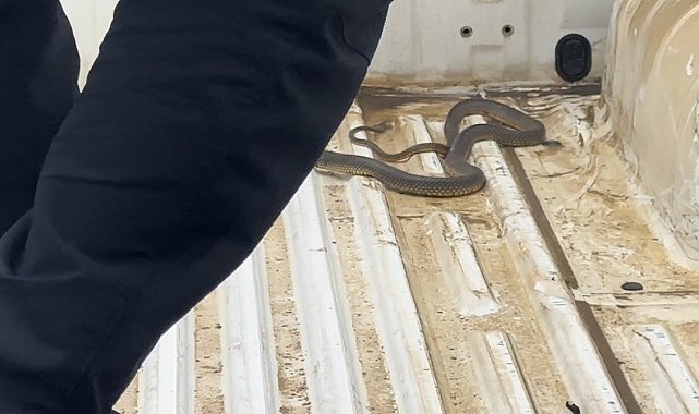 Aracının içine giren yılanı böyle uğurladı: "Bir daha gelme arkadaşım"