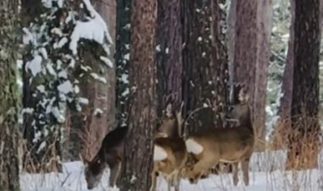 Ardahan'da ormanlık alanda karacalar görüntülendi