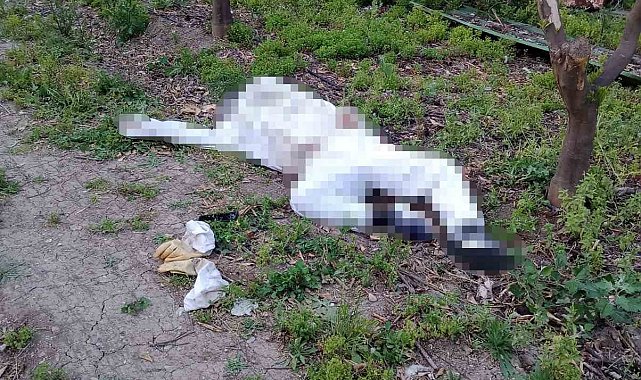 Arı sokması sonucu hayatını kaybetti