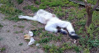 Arı sokması sonucu hayatını kaybetti