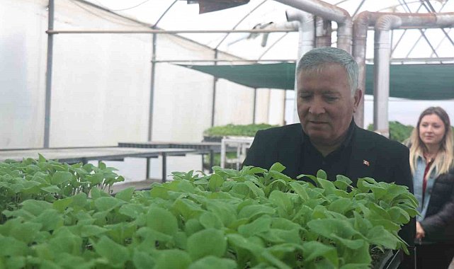 Ata mirası tohumlar milyonlarca fideye dönüştü