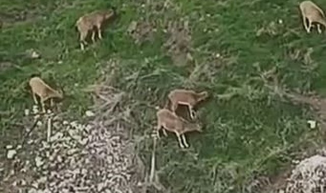 Avlanması halinde 650 bin lira cezası olan dağ keçileri sürü halinde Harput'ta görüntülendi