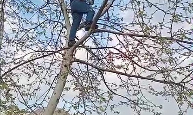 Ayakları ipe dolanan güvercini vatandaş kurtardı