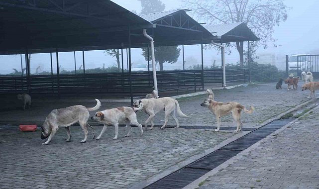 Aydın'da başıboş köpekler hayvan pazarını mesken tuttu
