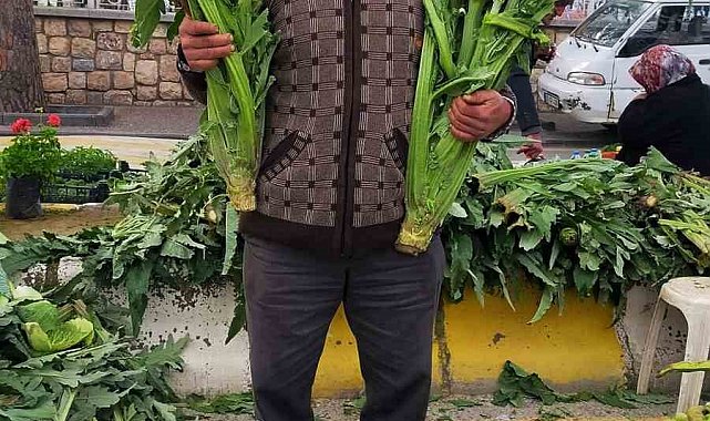 Aydın'da enginar sezonu açıldı, tezgahlar yeşile büründü