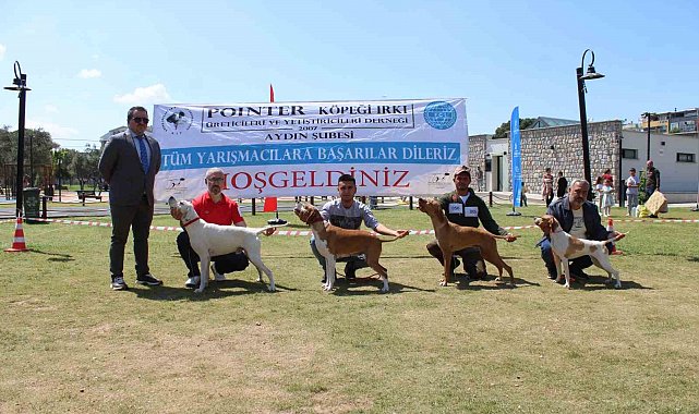 Aydın'da köpekler podyuma çıktı