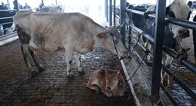 Aydın'da şap karantinası, hayvan pazarı kapatıldı