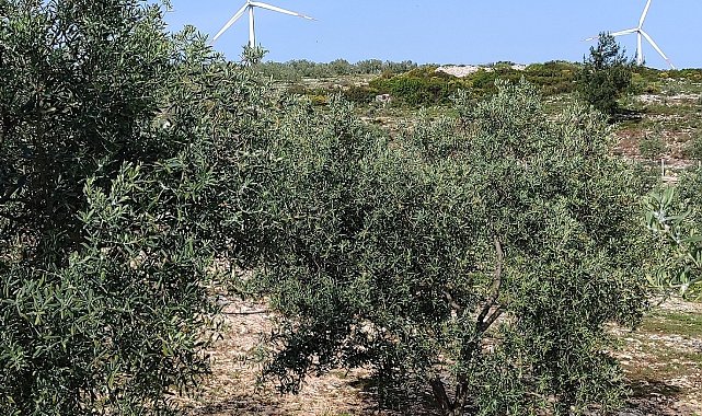 Aydın'da zeytin bahçeleri denetlendi