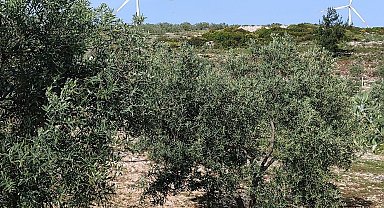 Aydın'da zeytin bahçeleri denetlendi