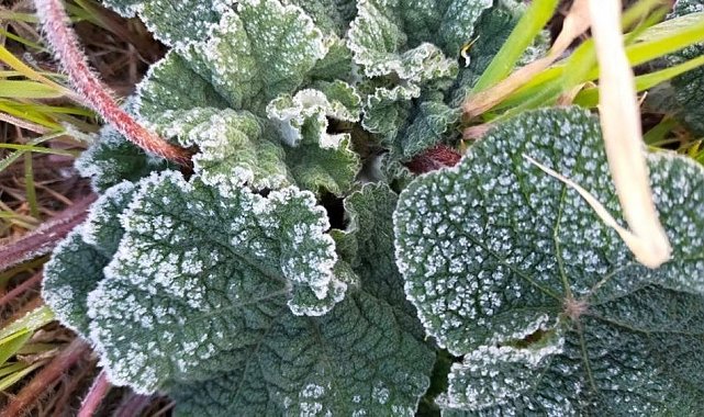 Aydın'da zirai don bekleniyor