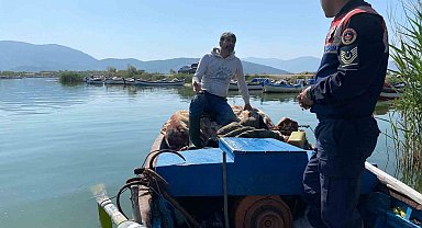 Bafa Gölü'nde doğal hayat Jandarmanın takibinde