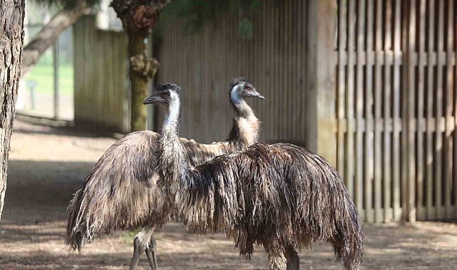 Bahar geliyor emular yazlık tüylere geçiyor