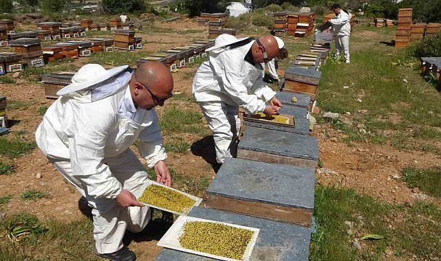 Bahar meyvesini verdi: Şifa deposu polende hasat başladı