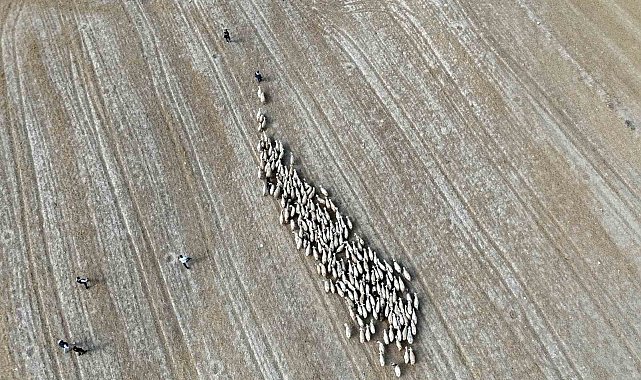 Baharın gelişiyle Bayburt'ta koyunlar yeniden yola koyuldu