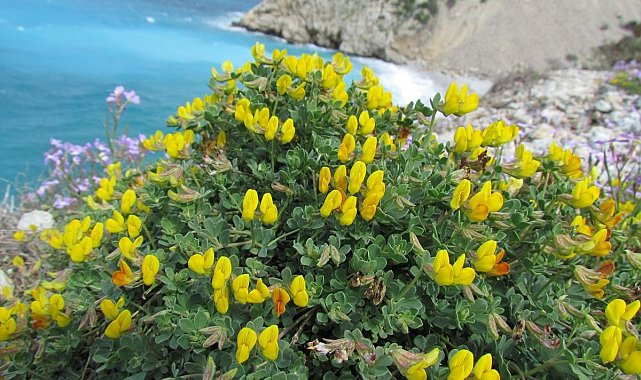 Baharın gelişiyle Milli Park çiçek açtı